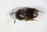  (Ptomaphagus sericatus - GBOL_Col_FK_8581)  @12 [ ] CreativeCommons - Attribution Non-Commercial Share-Alike (2015) Unspecified SNSB, Zoologische Staatssammlung Muenchen