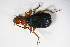  (Brachinus crepitans - GBOL_Col_FK_8676)  @13 [ ] CreativeCommons - Attribution Non-Commercial Share-Alike (2015) Unspecified SNSB, Zoologische Staatssammlung Muenchen