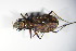  (Cicindela hybrida - GBOL_Col_FK_8887)  @13 [ ] CreativeCommons - Attribution Non-Commercial Share-Alike (2015) Unspecified SNSB, Zoologische Staatssammlung Muenchen