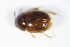  (Leiodes rufipennis - GBOL_Col_FK_8972)  @11 [ ] CreativeCommons - Attribution Non-Commercial Share-Alike (2015) Unspecified SNSB, Zoologische Staatssammlung Muenchen