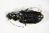  (Bembidion fasciolatum - GBOL_Col_FK_9008)  @13 [ ] CreativeCommons - Attribution Non-Commercial Share-Alike (2015) Unspecified SNSB, Zoologische Staatssammlung Muenchen