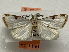 (Micrelephas mesodonta - HG792390)  @11 [ ] CreativeCommons - Attribution (2022) Bernard Landry Muséum d'histoire naturelle