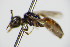  (Sphecodes combai - BC ZSM HYM 16229)  @11 [ ] CreativeCommons - Attribution Non-Commercial Share-Alike (2015) Unspecified SNSB, Zoologische Staatssammlung Muenchen