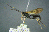  (Coelichneumon deliratorius - BC-ZSM-HYM-23653-H10)  @13 [ ] CreativeCommons - Attribution Non-Commercial Share-Alike (2017) SNSB, Staatliche Naturwissenschaftliche Sammlungen Bayerns ZSM (SNSB, Zoologische Staatssammlung Muenchen)