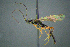  (Odontocolon spinipes - BC-ZSM-HYM-27454-D06)  @13 [ ] CreativeCommons - Attribution Non-Commercial Share-Alike (2017) SNSB, Staatliche Naturwissenschaftliche Sammlungen Bayerns ZSM (SNSB, Zoologische Staatssammlung Muenchen)