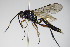  (Vulgichneumon saturatorius - BC ZSM HYM 16362)  @14 [ ] CreativeCommons - Attribution Non-Commercial Share-Alike (2015) Unspecified SNSB, Zoologische Staatssammlung Muenchen