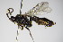  (Cratichneumon sicarius - BC ZSM HYM 16370)  @14 [ ] CreativeCommons - Attribution Non-Commercial Share-Alike (2015) Unspecified SNSB, Zoologische Staatssammlung Muenchen