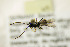  (Exyston montanus - BC ZSM HYM 21355)  @13 [ ] CreativeCommons - Attribution Non-Commercial Share-Alike (2019) SNSB, Staatliche Naturwissenschaftliche Sammlungen Bayerns ZSM (SNSB, Zoologische Staatssammlung Muenchen)