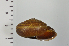  (Euhadra sigeonis - SDNCU-A1382)  @14 [ ] Copyright (2014) Unspecified Specimen depository of the Graduate School of Natural Sciences, Nagoya City University