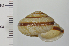  (Euhadra sadoensis - SDNCU-A1268)  @14 [ ] Copyright (2014) Unspecified Specimen depository of the Graduate School of Natural Sciences, Nagoya City University
