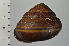  (Satsuma mercatoria - SDNCU-A1516)  @14 [ ] Copyright (2014) Unspecified Specimen depository of the Graduate School of Natural Sciences, Nagoya City University