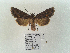  ( - BC ZSM Lep 89949)  @13 [ ] CreativeCommons - Attribution Non-Commercial Share-Alike (2015) Axel Hausmann/Bavarian State Collection of Zoology (ZSM) SNSB, Zoologische Staatssammlung Muenchen