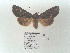  ( - BC ZSM Lep 89950)  @12 [ ] CreativeCommons - Attribution Non-Commercial Share-Alike (2015) Axel Hausmann/Bavarian State Collection of Zoology (ZSM) SNSB, Zoologische Staatssammlung Muenchen