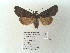  ( - BC ZSM Lep 89952)  @13 [ ] CreativeCommons - Attribution Non-Commercial Share-Alike (2015) Axel Hausmann/Bavarian State Collection of Zoology (ZSM) SNSB, Zoologische Staatssammlung Muenchen