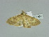  ( - BC ZSM Lep 89957)  @13 [ ] CreativeCommons - Attribution Non-Commercial Share-Alike (2015) Axel Hausmann/Bavarian State Collection of Zoology (ZSM) SNSB, Zoologische Staatssammlung Muenchen