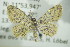  (Idaea AH01 - BC ZSM Lep 90378)  @14 [ ] CreativeCommons - Attribution Non-Commercial Share-Alike (2015) Axel Hausmann/Bavarian State Collection of Zoology (ZSM) SNSB, Zoologische Staatssammlung Muenchen