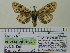  ( - BC ZSM Lep 91777)  @13 [ ] CreativeCommons - Attribution Non-Commercial Share-Alike (2015) Axel Hausmann/Bavarian State Collection of Zoology (ZSM) SNSB, Zoologische Staatssammlung Muenchen