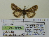  ( - BC ZSM Lep 91779)  @13 [ ] CreativeCommons - Attribution Non-Commercial Share-Alike (2015) Axel Hausmann/Bavarian State Collection of Zoology (ZSM) SNSB, Zoologische Staatssammlung Muenchen
