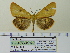  (Diacrisia sannio - BC ZSM Lep 91787)  @13 [ ] CreativeCommons - Attribution Non-Commercial Share-Alike (2015) Axel Hausmann/Bavarian State Collection of Zoology (ZSM) SNSB, Zoologische Staatssammlung Muenchen