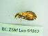  ( - BC ZSM Lep 91883)  @12 [ ] CreativeCommons - Attribution Non-Commercial Share-Alike (2015) Axel Hausmann/Bavarian State Collection of Zoology (ZSM) SNSB, Zoologische Staatssammlung Muenchen