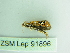  ( - BC ZSM Lep 91896)  @13 [ ] CreativeCommons - Attribution Non-Commercial Share-Alike (2015) Axel Hausmann/Bavarian State Collection of Zoology (ZSM) SNSB, Zoologische Staatssammlung Muenchen