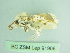  ( - BC ZSM Lep 91906)  @12 [ ] CreativeCommons - Attribution Non-Commercial Share-Alike (2015) Axel Hausmann/Bavarian State Collection of Zoology (ZSM) SNSB, Zoologische Staatssammlung Muenchen
