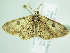  ( - BC ZSM Lep 91923)  @13 [ ] CreativeCommons - Attribution Non-Commercial Share-Alike (2015) Axel Hausmann/Bavarian State Collection of Zoology (ZSM) SNSB, Zoologische Staatssammlung Muenchen