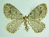  ( - BC ZSM Lep 91999)  @13 [ ] CreativeCommons - Attribution Non-Commercial Share-Alike (2015) Axel Hausmann/Bavarian State Collection of Zoology (ZSM) SNSB, Zoologische Staatssammlung Muenchen