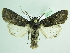  ( - BC ZSM Lep 92024)  @11 [ ] CreativeCommons - Attribution Non-Commercial Share-Alike (2015) Axel Hausmann/Bavarian State Collection of Zoology (ZSM) SNSB, Zoologische Staatssammlung Muenchen