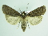  ( - BC ZSM Lep 92025)  @12 [ ] CreativeCommons - Attribution Non-Commercial Share-Alike (2015) Axel Hausmann/Bavarian State Collection of Zoology (ZSM) SNSB, Zoologische Staatssammlung Muenchen