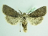  ( - BC ZSM Lep 92029)  @13 [ ] CreativeCommons - Attribution Non-Commercial Share-Alike (2015) Axel Hausmann/Bavarian State Collection of Zoology (ZSM) SNSB, Zoologische Staatssammlung Muenchen