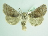  ( - BC ZSM Lep 92030)  @13 [ ] CreativeCommons - Attribution Non-Commercial Share-Alike (2015) Axel Hausmann/Bavarian State Collection of Zoology (ZSM) SNSB, Zoologische Staatssammlung Muenchen