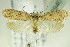  (Agonopterix carduella - BC ZSM Lep 82946)  @14 [ ] CreativeCommons - Attribution Non-Commercial Share-Alike (2015) Unspecified SNSB, Zoologische Staatssammlung Muenchen