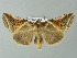  (Habrosyne - BC ZSM Lep 65918)  @15 [ ] CreativeCommons - Attribution Non-Commercial Share-Alike (2013) Axel Hausmann/Bavarian State Collection of Zoology (ZSM) SNSB, Zoologische Staatssammlung Muenchen