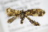  ( - BC ZSM Lep 77520)  @12 [ ] CreativeCommons - Attribution Non-Commercial Share-Alike (2013) Axel Hausmann/Bavarian State Collection of Zoology (ZSM) SNSB, Zoologische Staatssammlung Muenchen