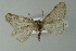  ( - BC ZSM Lep 77539)  @13 [ ] CreativeCommons - Attribution Non-Commercial Share-Alike (2013) Axel Hausmann/Bavarian State Collection of Zoology (ZSM) SNSB, Zoologische Staatssammlung Muenchen