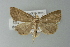  ( - BC ZSM Lep 77552)  @11 [ ] CreativeCommons - Attribution Non-Commercial Share-Alike (2013) Axel Hausmann/Bavarian State Collection of Zoology (ZSM) SNSB, Zoologische Staatssammlung Muenchen