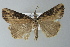  ( - BC ZSM Lep 77577)  @13 [ ] CreativeCommons - Attribution Non-Commercial Share-Alike (2013) Axel Hausmann/Bavarian State Collection of Zoology (ZSM) SNSB, Zoologische Staatssammlung Muenchen
