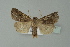  ( - BC ZSM Lep 77611)  @13 [ ] CreativeCommons - Attribution Non-Commercial Share-Alike (2013) Axel Hausmann/Bavarian State Collection of Zoology (ZSM) SNSB, Zoologische Staatssammlung Muenchen