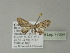  ( - BC ZSM Lep 77654)  @12 [ ] CreativeCommons - Attribution Non-Commercial Share-Alike (2013) Axel Hausmann/Bavarian State Collection of Zoology (ZSM) SNSB, Zoologische Staatssammlung Muenchen