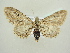  ( - BC ZSM Lep 83145)  @12 [ ] CreativeCommons - Attribution Non-Commercial Share-Alike (2014) Axel Hausmann/Bavarian State Collection of Zoology (ZSM) SNSB, Zoologische Staatssammlung Muenchen