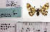  ( - BC ZSM Lep 83209)  @11 [ ] CreativeCommons - Attribution Non-Commercial Share-Alike (2014) Axel Hausmann/Bavarian State Collection of Zoology (ZSM) SNSB, Zoologische Staatssammlung Muenchen