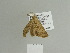  ( - BC ZSM Lep 84291)  @13 [ ] CreativeCommons - Attribution Non-Commercial Share-Alike (2014) Axel Hausmann/Bavarian State Collection of Zoology (ZSM) SNSB, Zoologische Staatssammlung Muenchen