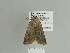  ( - BC ZSM Lep 84316)  @13 [ ] CreativeCommons - Attribution Non-Commercial Share-Alike (2014) Axel Hausmann/Bavarian State Collection of Zoology (ZSM) SNSB, Zoologische Staatssammlung Muenchen
