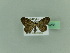  (Idaea beata - BC ZSM Lep 65288)  @13 [ ] CreativeCommons - Attribution Non-Commercial Share-Alike (2014) Axel Hausmann/Bavarian State Collection of Zoology (ZSM) SNSB, Zoologische Staatssammlung Muenchen