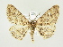  ( - BC ZSM Lep 81916)  @14 [ ] CreativeCommons - Attribution Non-Commercial Share-Alike (2014) Axel Hausmann/Bavarian State Collection of Zoology (ZSM) SNSB, Zoologische Staatssammlung Muenchen