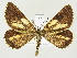  (Bupalus - BC ZSM Lep 81918)  @15 [ ] CreativeCommons - Attribution Non-Commercial Share-Alike (2014) Axel Hausmann/Bavarian State Collection of Zoology (ZSM) SNSB, Zoologische Staatssammlung Muenchen