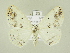  ( - BC ZSM Lep 81919)  @14 [ ] CreativeCommons - Attribution Non-Commercial Share-Alike (2014) Axel Hausmann/Bavarian State Collection of Zoology (ZSM) SNSB, Zoologische Staatssammlung Muenchen