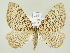  ( - BC ZSM Lep 81920)  @14 [ ] CreativeCommons - Attribution Non-Commercial Share-Alike (2014) Axel Hausmann/Bavarian State Collection of Zoology (ZSM) SNSB, Zoologische Staatssammlung Muenchen