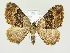  (Xanthorhoe quadrifasiata - BC ZSM Lep 81921)  @15 [ ] CreativeCommons - Attribution Non-Commercial Share-Alike (2014) Axel Hausmann/Bavarian State Collection of Zoology (ZSM) SNSB, Zoologische Staatssammlung Muenchen